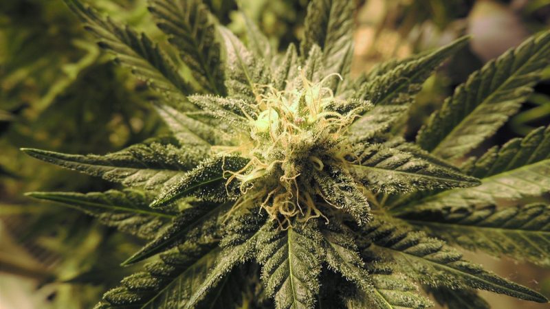 Семена конопли Auto Blue Dream feminised от Ganja Seeds