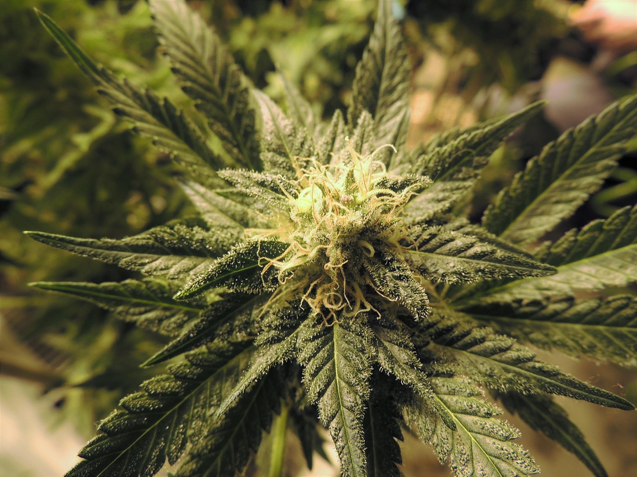 Семена конопли Auto Blue Dream feminised от Ganja Seeds