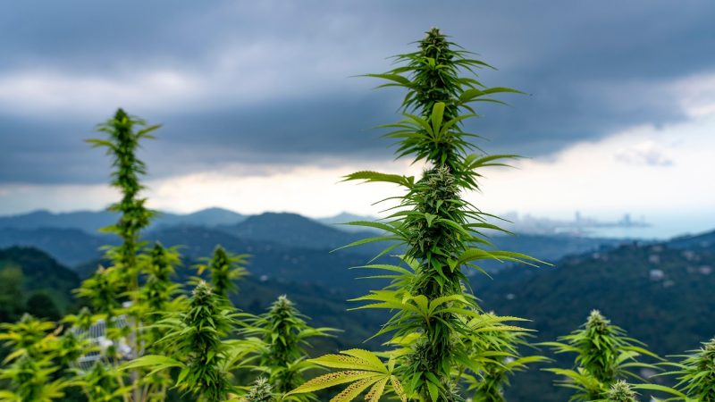 Выращивание конопли из семян