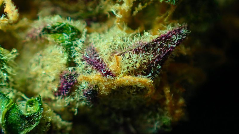 Различия между семенами конопли и их применение