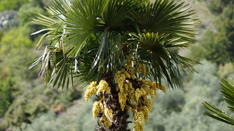 Семена конопли Sunset Sherbet feminised от Pyramid Seeds