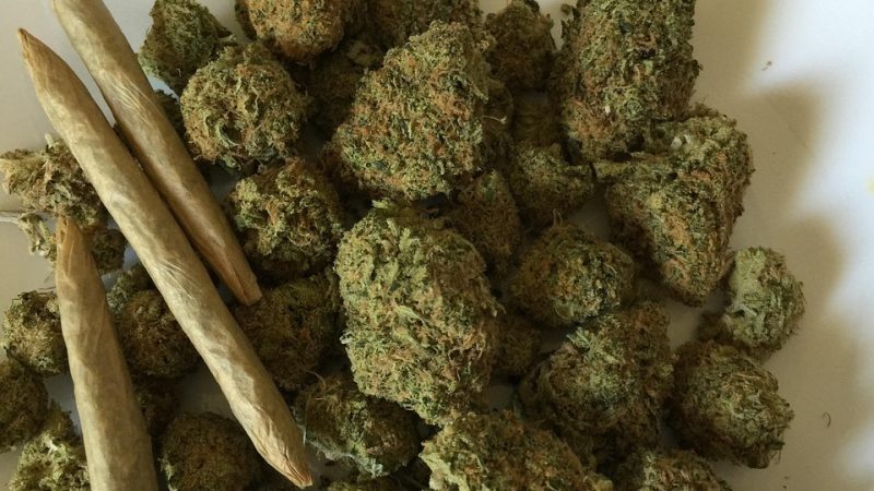 Семена конопли Big Foot feminised от Sweet Seeds