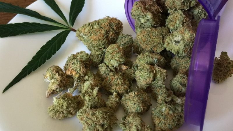 Сорт конопли АК47: характеристики и особенности выращивания