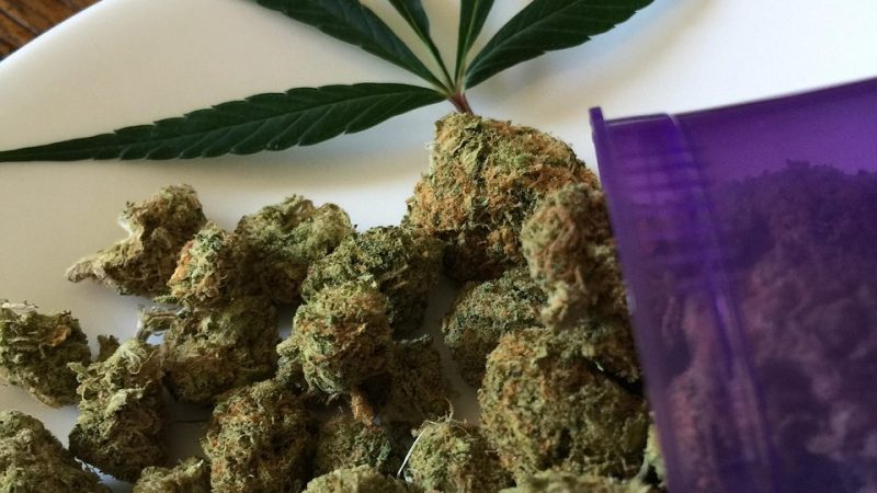 Семена конопли White Willow regular от Ganja Seeds