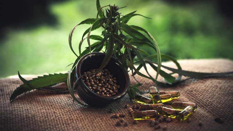 Семена конопли Philo Skunk от Philosopher Seeds феминизированный сорт конопли характеристики и выращивание