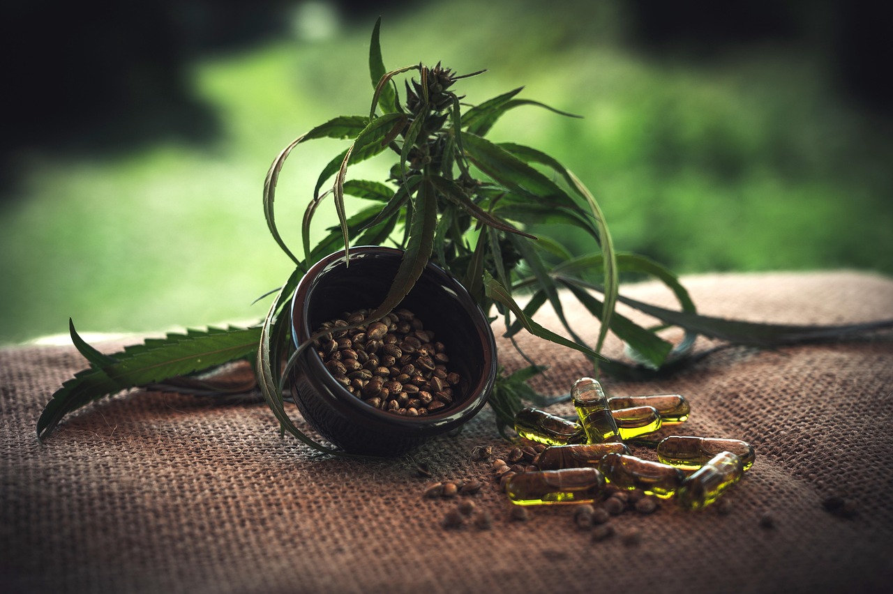 Семена конопли Philo Skunk от Philosopher Seeds феминизированный сорт конопли характеристики и выращивание