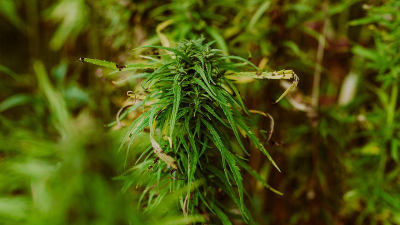 Почему не всходят семена конопли и как повысить шансы на прорастание