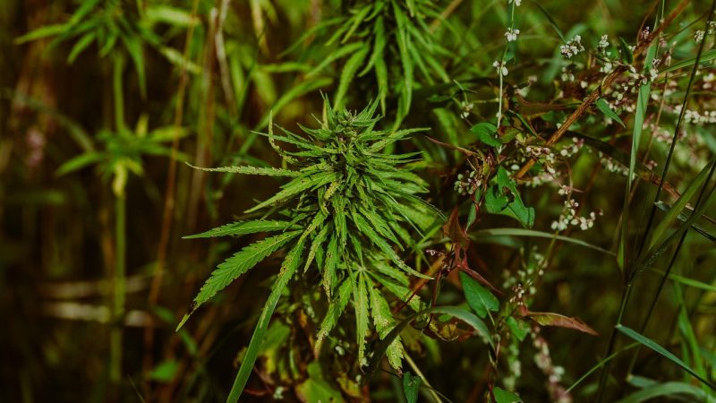 Хранение семян марихуаны