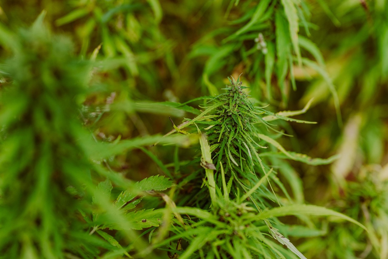 Семена конопли Auto Guerrilla feminised от RuSeeds
