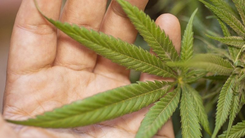 Семена конопли Auto Somango x Blueberry feminised от Ganja Seeds