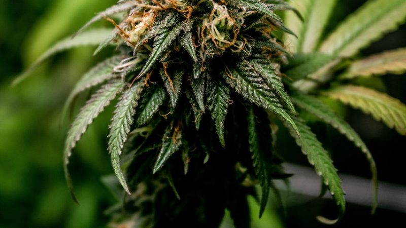 Семена конопли Mataro Blue feminised от Kannabia Seeds
