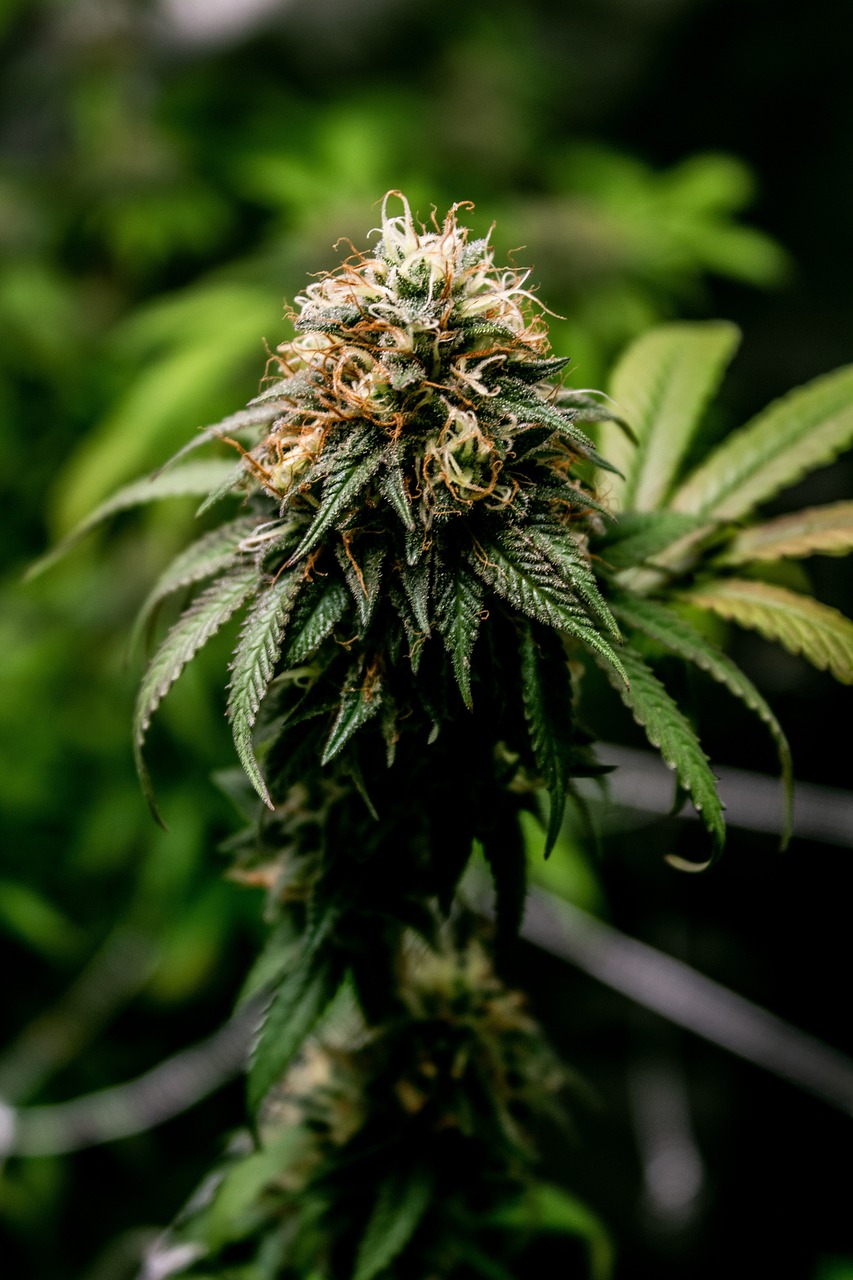 Семена конопли Mataro Blue feminised от Kannabia Seeds