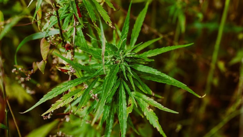 Химический состав семян конопли и их полезные свойства