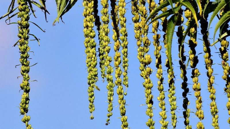 Семена марихуаны в Иркутске: юридический и практический аспекты