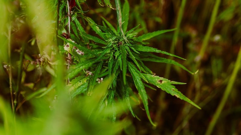 Выращивание семян конопли: подготовка и уход