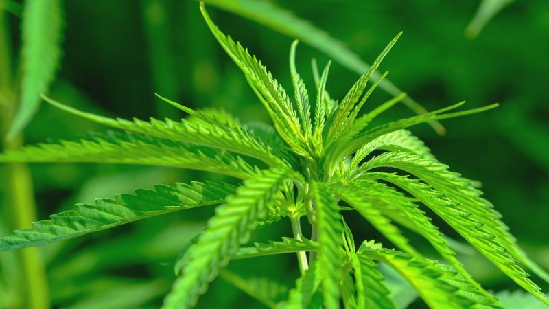 Оболочка семени конопли полезные свойства и применения