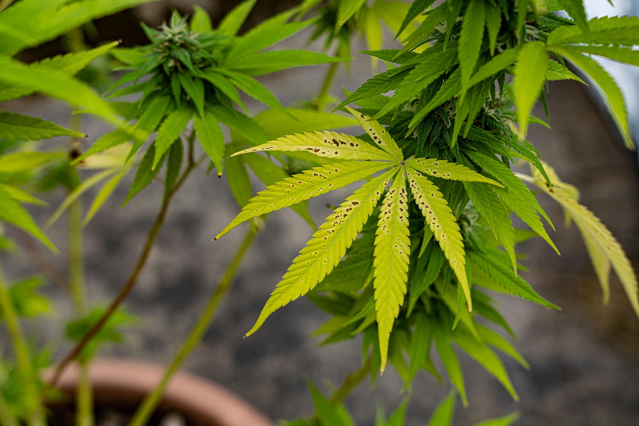 Семена конопли Auto Somango feminised от Advanced Seeds