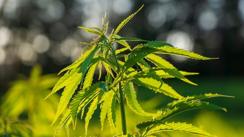 Семена конопли Purple Punch feminised от Barneys Farm