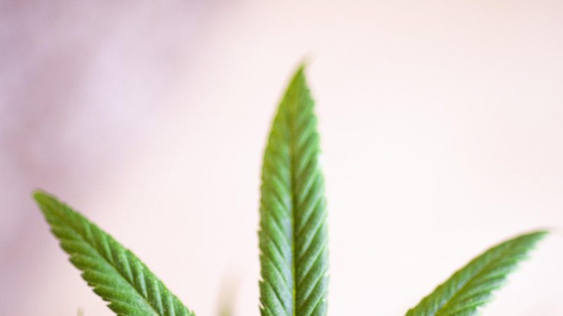 Декоративная конопля в ландшафтном дизайне