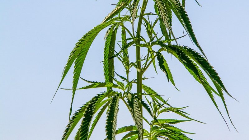 Купить конопляные семена и получить их почтой