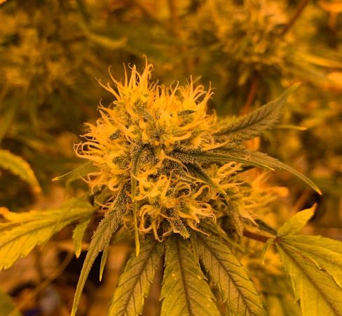 Где купить семена конопли дешево