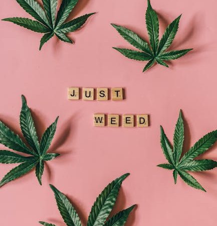 Проращивание семян конопли основные методы и советы