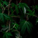 Семена конопли Auto AK-48 feminised от Nirvana Seeds image_126.jpg