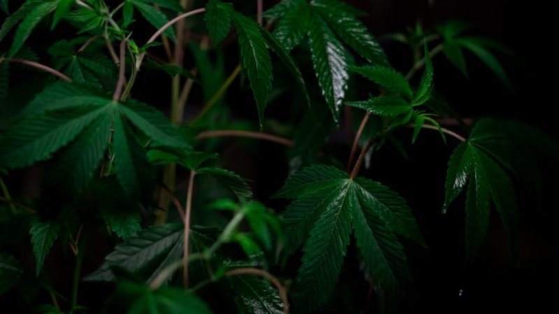 Семена конопли Auto AK-48 feminised от Nirvana Seeds