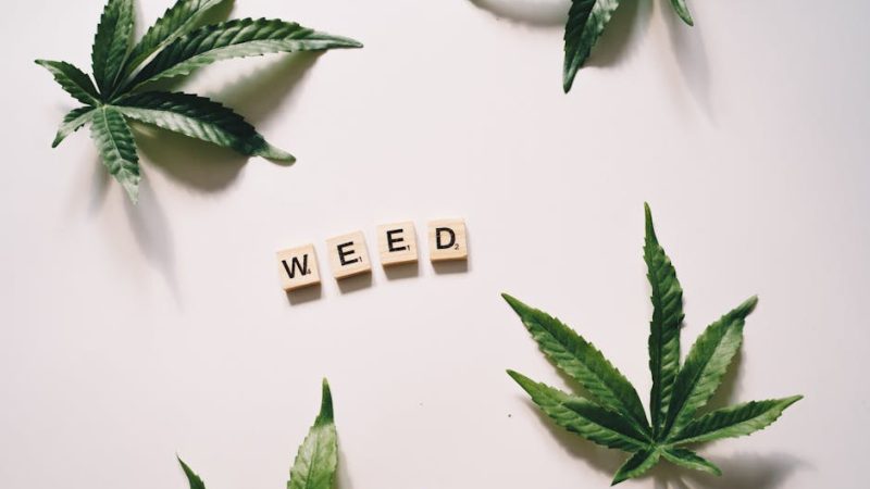 Семена конопли Auto White Widow x AK feminised от Ganja Seeds