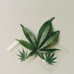 Семена конопли Hubble Bubble feminised от Mandala Seeds image_142.jpg