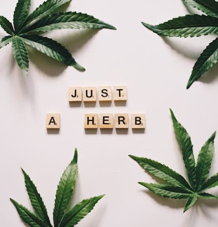 Семена конопли MI5 feminised от Ganja Seeds: особенности и преимущества сорта