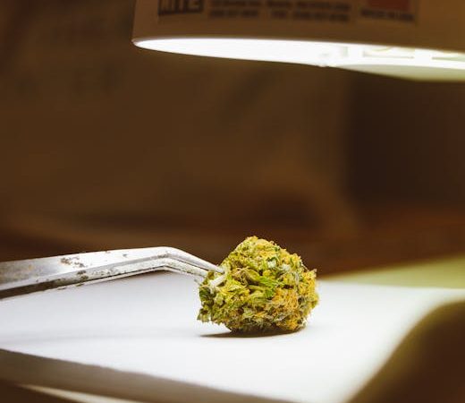 Выращивание семян марихуаны дома