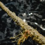 Приобретение семян марихуаны в России image_199.jpg