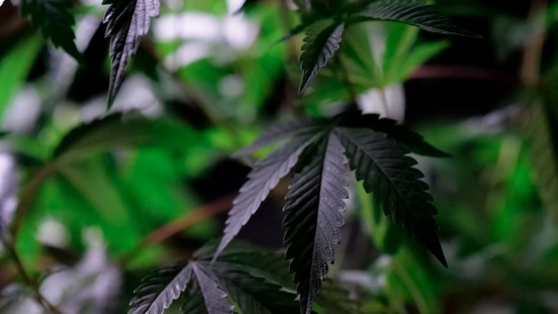 Семена конопли Cream Caramel feminised от Sweet Seeds