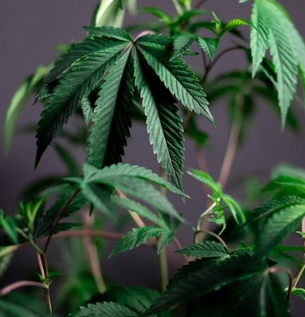 Автоцветущие семена конопель от Семяныча: преимущества и особенности выращивания