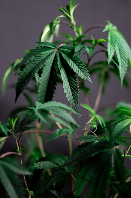 Автоцветущие семена конопель от Семяныча: преимущества и особенности выращивания