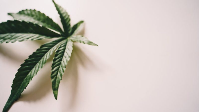 Белые семена конопли и их применение