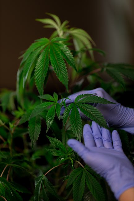 Семена Конопли в Беларуси Преимущества и Способы Приобретения