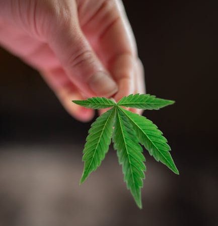 Семена конопли LA Cannalope feminised от Ganja Seeds