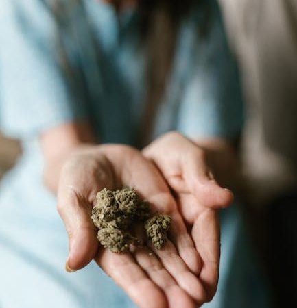 Семена конопли Auto Critical Jack feminised от Ganja Seeds