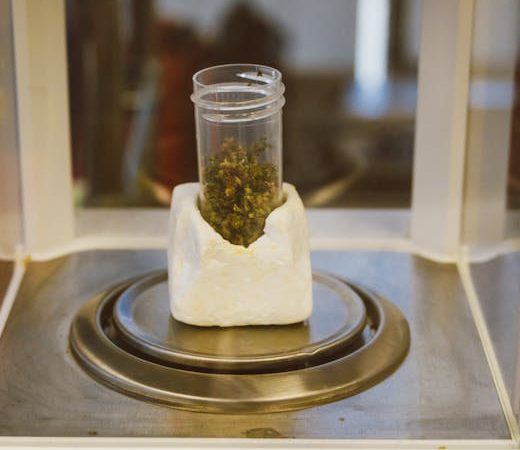 Семена конопли Auto White Dwarf feminised от Ganja Seeds