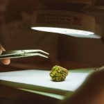 Семена конопли Black Jack feminised от Sweet Seeds image_326.jpg