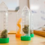 Семена конопли MIX feminised от Ganja Seeds image_328.jpg