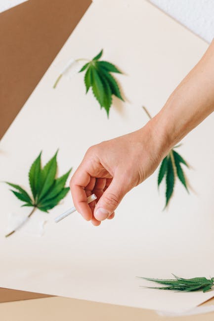 Сорт конопли Афганка и преимущества ее семян