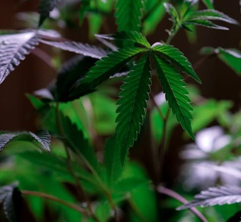 Покупка семян конопли в Голландии особенности и преимущества