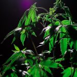 Хранение семян конопли: основные принципы и методы image_354.jpg