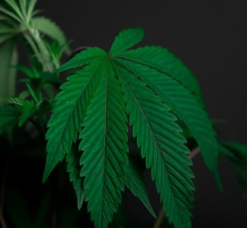 Преимущества и Применение Семян Конопли в Количестве 10 кг