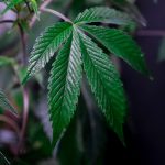 Семена медицинской марихуаны и их особенности image_374.jpg