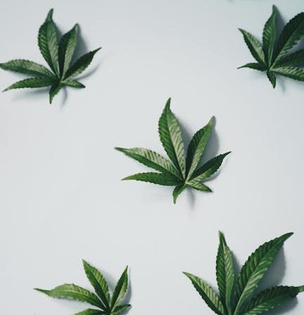 Полезные свойства и применение семян конопли белого цвета