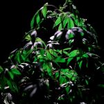 Почему не всходят семена конопли и как повысить их всхожесть image_408.jpg